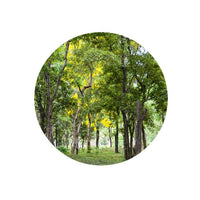 Thumbnail for Living Libations Sandalwood Essential Oil 5ml
