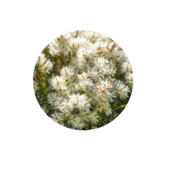 Living Libations Teatree Essential Oil 5ml