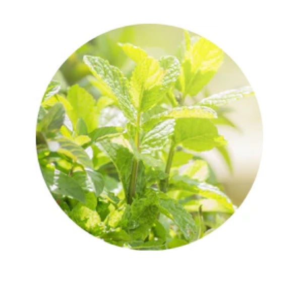 Living Libations Peppermint Essential Oil 5ml