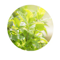 Thumbnail for Living Libations Peppermint Essential Oil 5ml