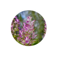 Thumbnail for Living Libations Clary Sage Essential Oil 5ml
