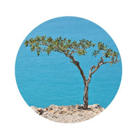 Thumbnail for Living Libations Frankincense Carterii Essential Oil 5ml
