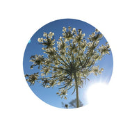 Thumbnail for Living Libations Carrot Seed Essential Oil 5ml