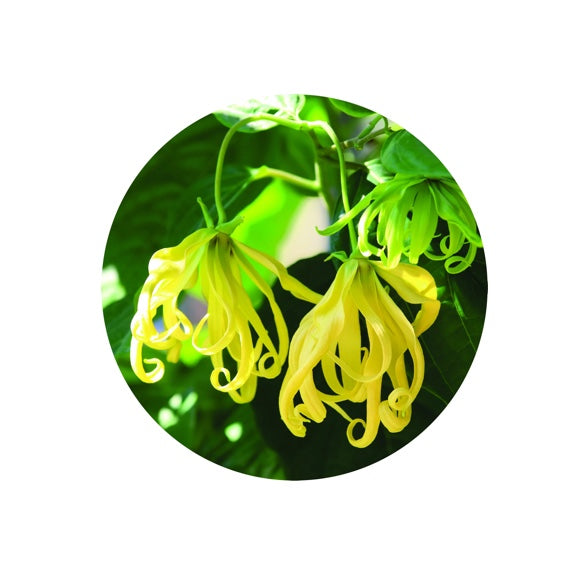 Living Libations Ylang Essential Oil 5ml
