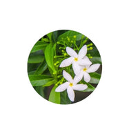 Thumbnail for Living Libations Jasmine Sambac Absolute Essential Oil 5ml