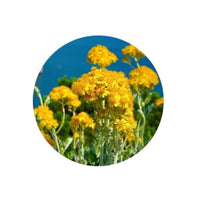 Thumbnail for Living Libations Immortelle Essential Oil 5ml