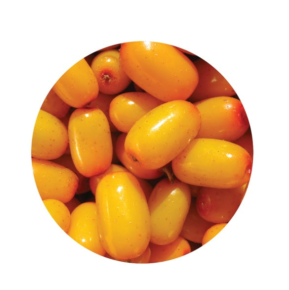 Living Libations Seabuckthorn Berry Essential Oil (5ml)