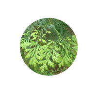 Thumbnail for Living Libations Siam Wood Essential Oil 5ml