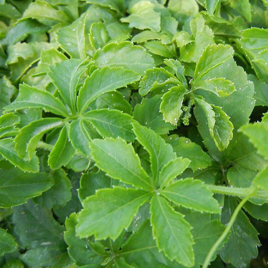 Dragon Herbs Spring Dragon Longevity Tea
