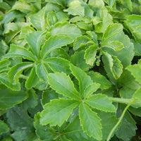 Thumbnail for Dragon Herbs Spring Dragon Longevity Tea