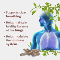 Thumbnail for Dragon Herbs Perilla Clear Breathe Freely 60caps 500mg