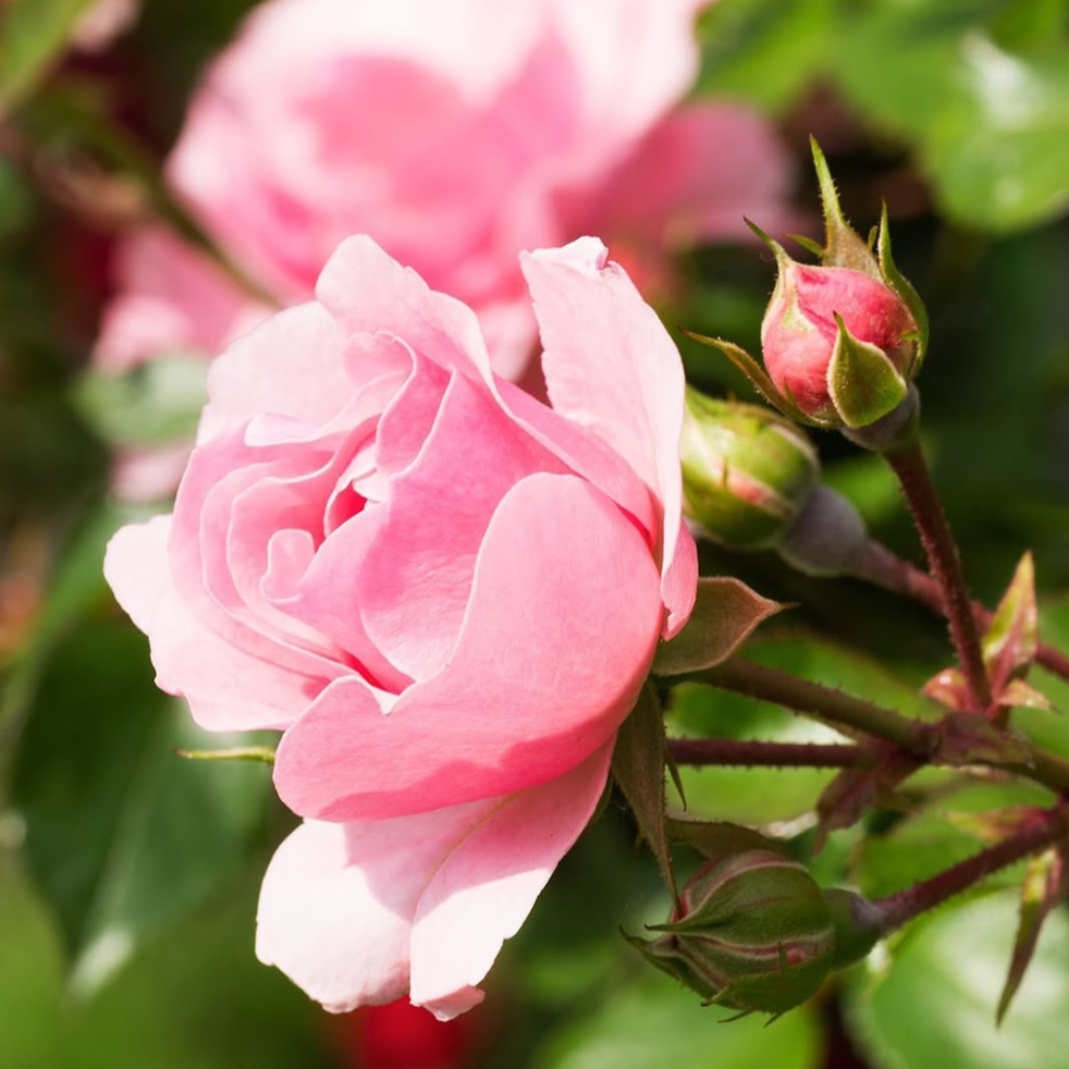 Living Libations Rose Glow Serum (30ml)
