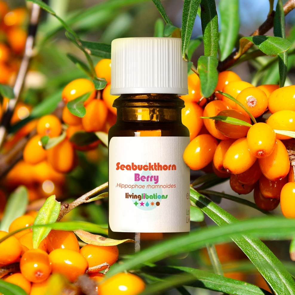 Living Libations Seabuckthorn Berry Essential Oil (5ml)