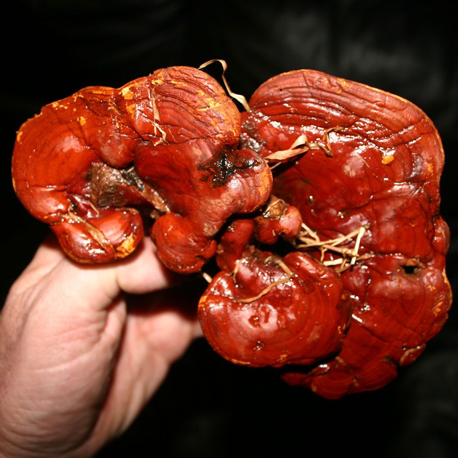Dragon Herbs Wild Red Reishi Drops 240ml (8floz)