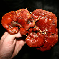 Thumbnail for Dragon Herbs Wild Red Reishi Drops 240ml (8floz)