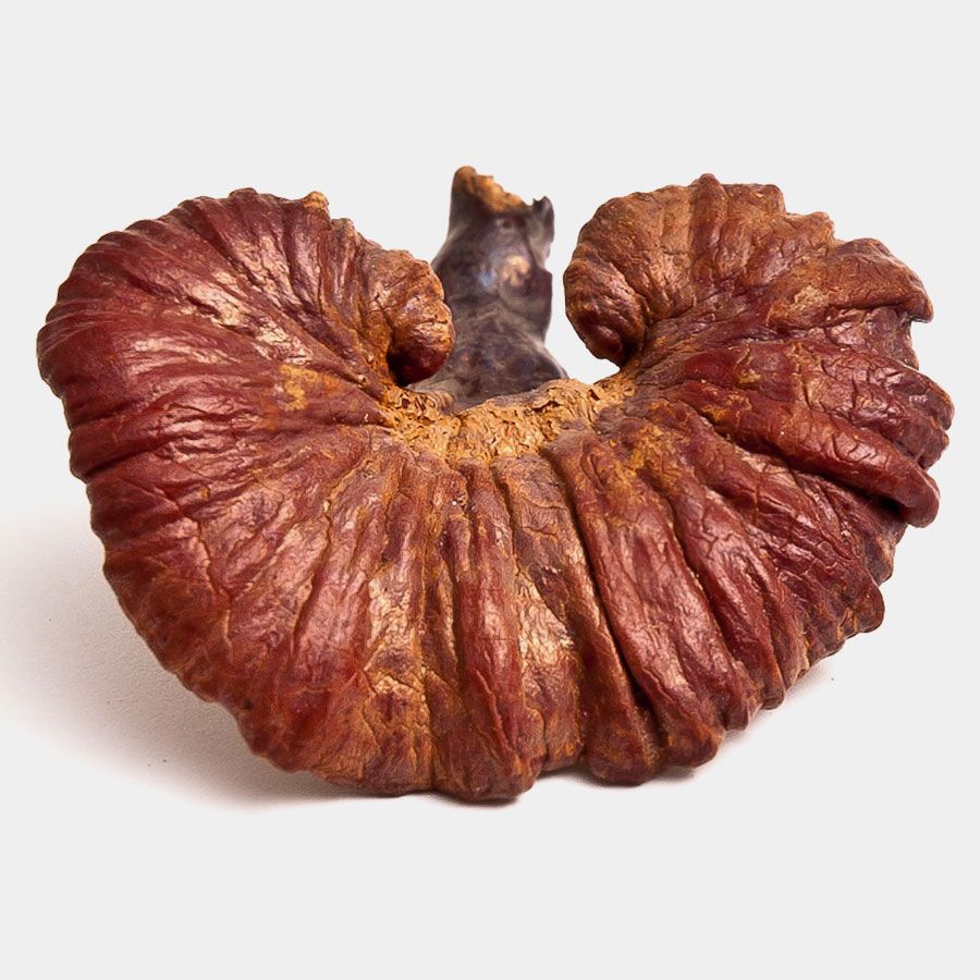 Dragon Herbs Wild Red Reishi Drops 240ml (8floz)