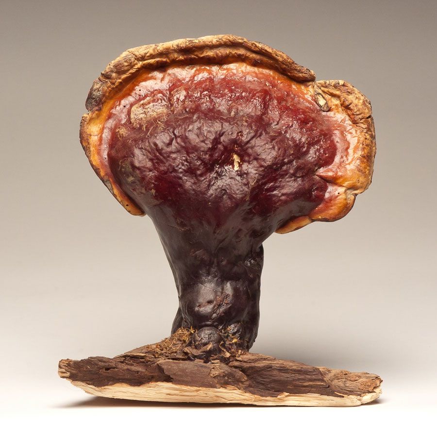 Dragon Herbs Wild Red Reishi Drops 240ml (8floz)
