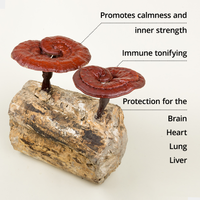 Thumbnail for Dragon Herbs Duanwood Reishi Drops 240ml (8floz)