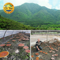 Thumbnail for Dragon Herbs Duanwood Reishi Drops 240ml (8floz)