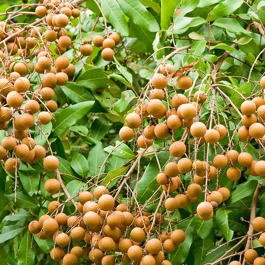 Dragon Herbs Longan Fruit 170g