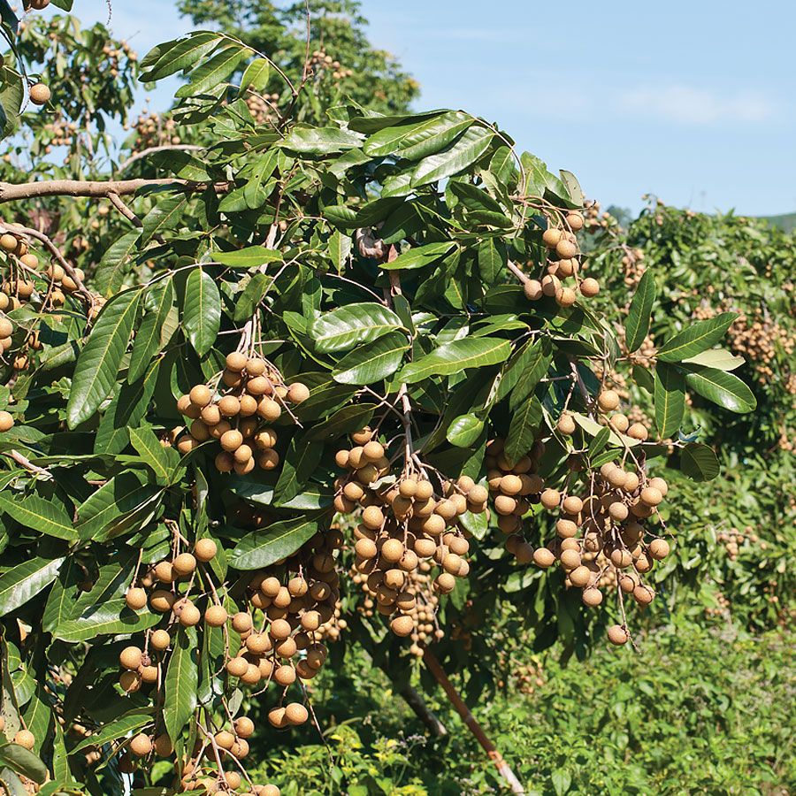 Dragon Herbs Longan Fruit 170g