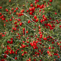 Thumbnail for Dragon Herbs Heaven Mountain Goji Berries 227g