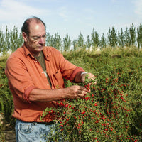 Thumbnail for Dragon Herbs Heaven Mountain Goji Berries 227g